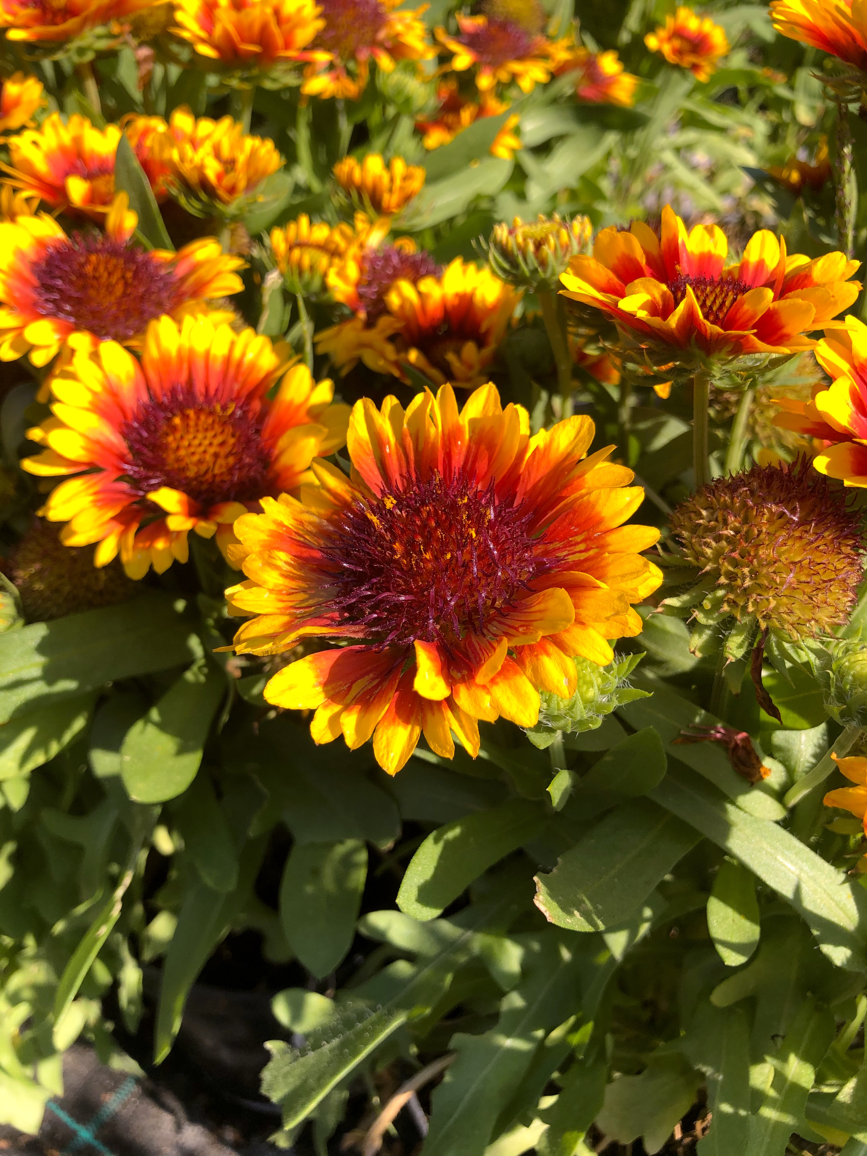 Spintop Red Starburst kokárdavirág