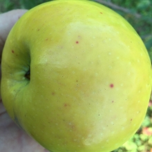 Malus domestica `Énlakai zöld téli alma`