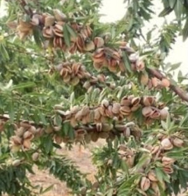Amygdalus communis (Prunus dulcis) `Avijor`