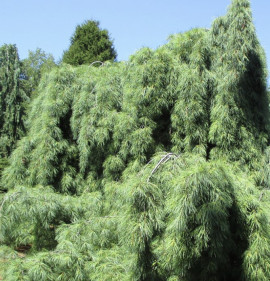Pinus strobus `Pendula`