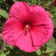 Hibiscus moscheutos `Fuchsia`