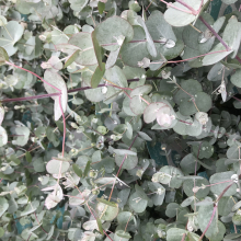 Eucalyptus gunnii `Azura`