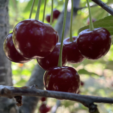 Prunus cerasus `Székelyudvarhelyi`