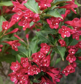 Weigela florida `Picobella Rosso`