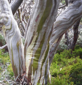 Eucalyptus pauciflora ssp. debeuzevillei 