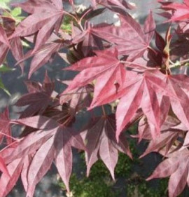 Acer shirasawanum x palmatum `Red Dawn`