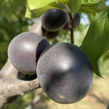 Prunus (Armeniaca) `Csornüj Barhat (Fekete Bársony)`