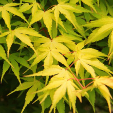 Acer palmatum `Katsura`