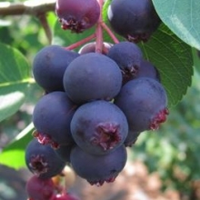 Amelanchier alnifolia `Smoky` (Greatberry Farm)