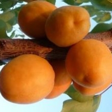 Armeniaca vulgaris `Sungiant` (Goldrich)