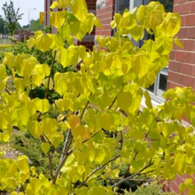 Cercis canadensis `Hearts of Gold`