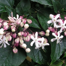 Clerodendrum tichotomum (Clerodendron)