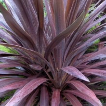 Cordyline australis `Purple Tower`