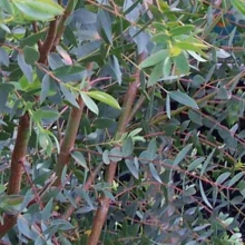 Eucalyptus parvifolia (E. parvula)