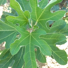 Ficus carica `Portogallo`