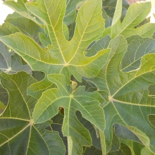 Ficus carica `Panachee`
