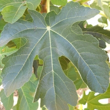 Ficus carica `Panachee`