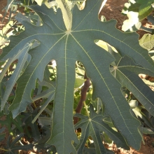 Ficus carica `Dalmatie`