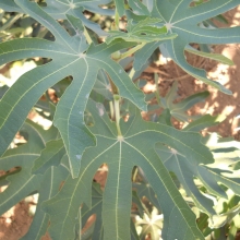 Ficus carica `Dalmatie`