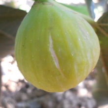 Ficus carica `Botanikus kert 2/28`
