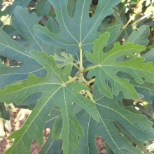 Ficus carica `Botanikus kert 2/28`