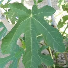 Ficus carica `Piarist`