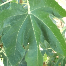 Ficus carica `Sinkó lila óriás`
