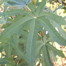 Ficus carica `Varga János Muraszemenye` (Zöld, fán aszalódó)