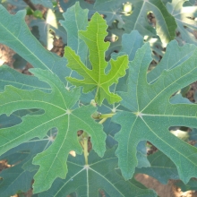 Ficus carica `Tabáni`