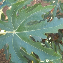 Ficus carica `Brunswick`