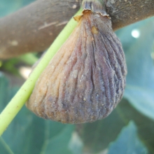 Ficus carica `Jégfüge`