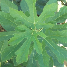 Ficus carica `Jégfüge`