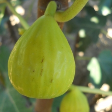 Ficus carica `Arany Mézfüge`