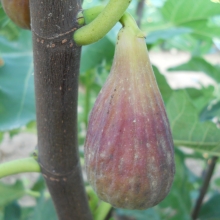Ficus carica `Hosszú lila`