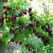 Grossularia uva-crispa `Niesluchowski`