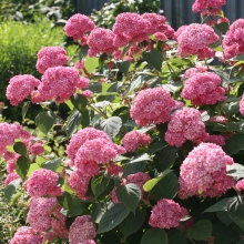 Hydrangea arborescens `Pink Annabelle`