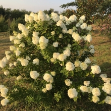 Hydrangea paniculata `Limelight`