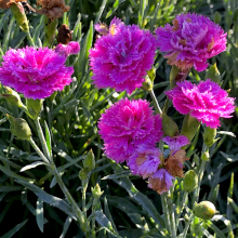 Dianthus `Pretty Becky`