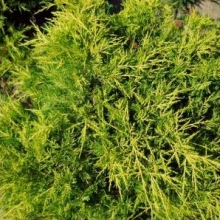 Juniperus x media `Old Gold`