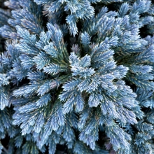 Juniperus squamata `Blue Star` NAGY Növény!
