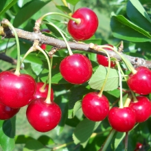 Prunus cerasus `Korai Pipacsmeggy`
