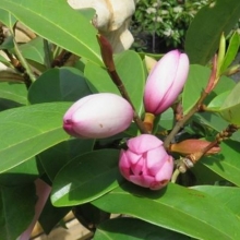 Magnolia `Fairy Blush`