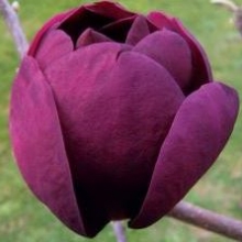 Magnolia `Genie`