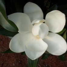 Magnolia grandiflora `Alta`