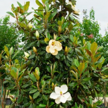 Magnolia grandiflora `Little Gem`