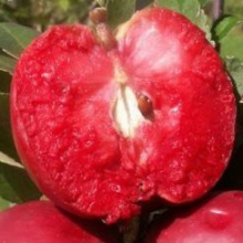 Malus domestica `Weirouge` (Syn.: Roter Mond)