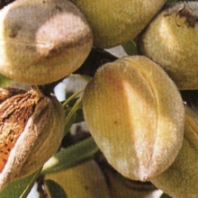 Amygdalus communis (Prunus dulcis) `Tuono`