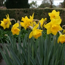 Narcissus sp. Sárga Trombitás, 10 db!