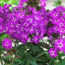 Phlox paniculata `Purple Kiss`