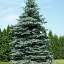 Picea pungens f. glauca